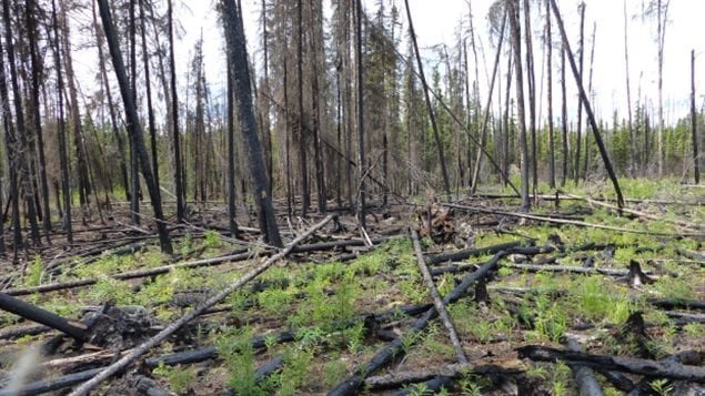 A forest in Northern Saskatchewan has dramatically changed in its landscape following fires last year. 