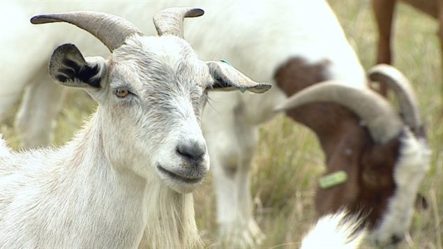 These goats were among those who patrolled to chew up invasive weeds in Calgary’s Confluence Park, as part of a three-week pilot project. 