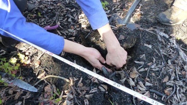 Researchers dig into the soil at the forest fire site to discover how much carbon was emitted during the fires last year. 