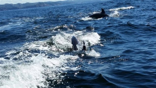 Five or six orca whales surrounded a fishing boat for about a half hour Saturday off the coast of Newfoundland and Labrador in eastern Canada.