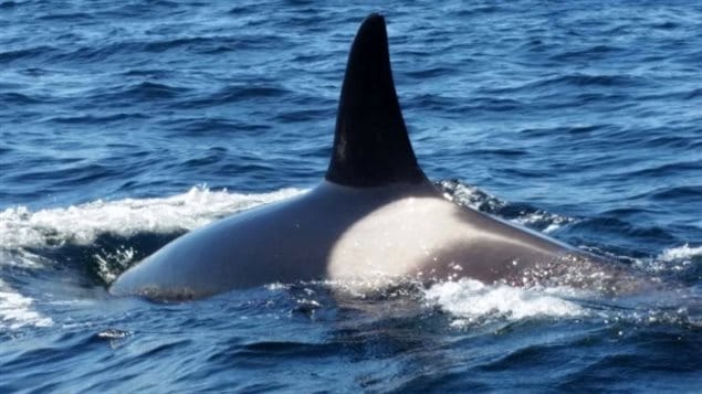 The dorsal fin of an orca whale can stand up to 1.8 metres tall.