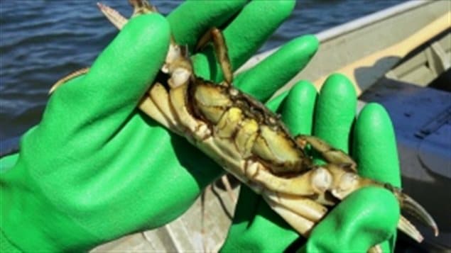 The European green crab has been monitored in Canadian waters since the 1990s and has been systematically changing coastal ecosystems