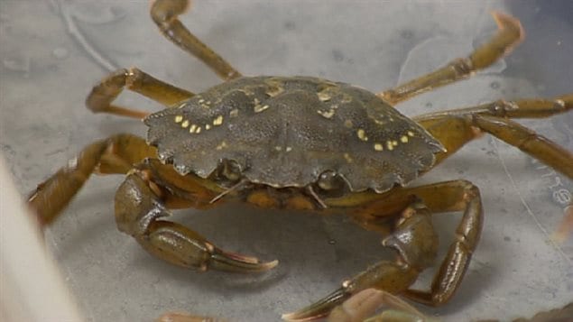 The invasive  European green crab has become a serious problem along Canada’s east coast