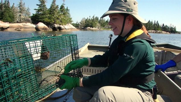 Using a locally developed type of trap, a Parks Canada worker removes and counts green crab. now an eco-tourism programme has been created so visitors can take part in helping to remove the invasive crabs.