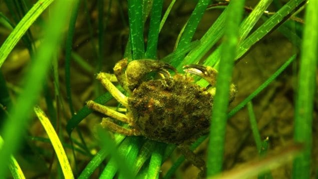 A green crab is seen underwater on eel grass in Little Port Joli Estuary at Kejimkujik National Park Seaside. They rip out the eel grass and other plants which provide habitat for a variety of fish and marine life as well as eating anything their size or smaller.