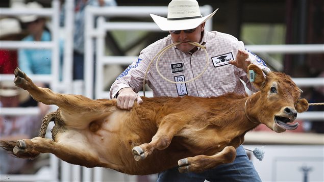 Calf-roping is one of several Calgary Stampede events activists call exceptionally cruel to animals.