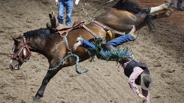 Animal activists complain that animals’ legs are sometimes tied to make them buck riders off.