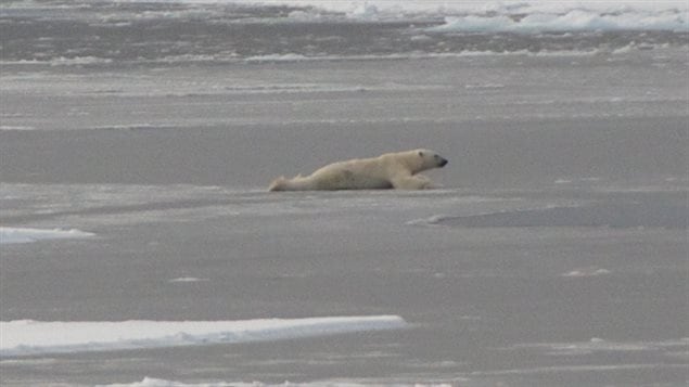 Thinner ice creates greater risk to Inuit hunters and to wildlife like this polar bear which has to lie flat to distribute its weight as it slides itself across thin ice. The changing ice, threatens bears, seals, marine life that lives under the ice, and the Inuit way of life.