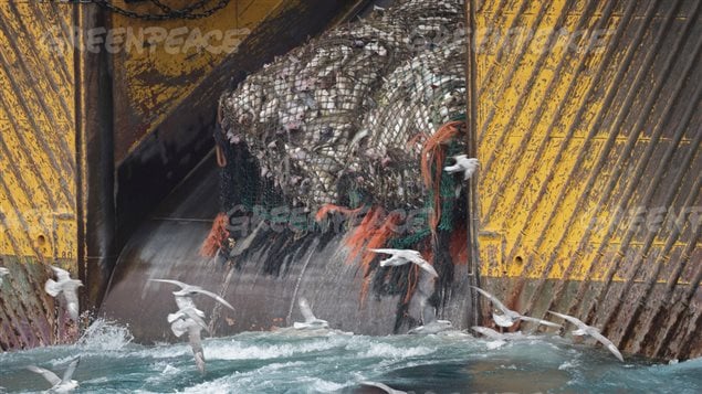 Close-up of the trawler hauling a load of fish. Trawling like this is known to capture other marine life not wanted, which dies and is thrown overboard as *bu-catch*. in addition to often damaging the sea floor.