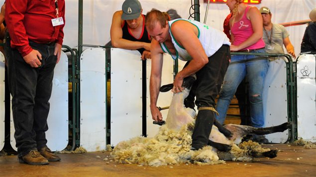 The international sheep shearing competition is also a big draw with thousands of dollars in prizes.