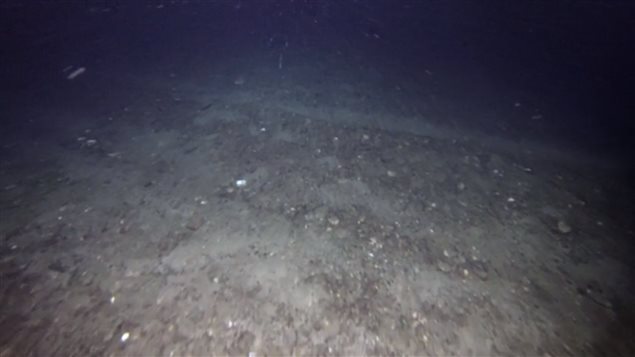 Greenpeace underwater footage of seabed left barren after the passge of a bottom trawl in the Barents Sea off Svalbard Norway.