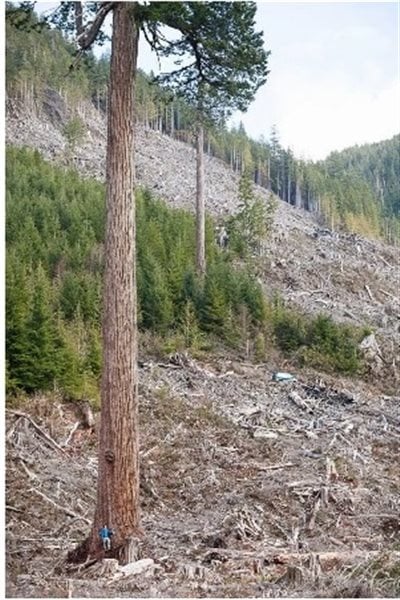 *Big lonely doug* 69 m tall. To give some perspective of the size note the man standing at the base in a blue jacket. Looking carefully you can spot the van in the middle between the two trees giving further perspective to the extent of the cut.