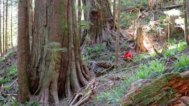 Unprotected old growth trees in a Teal Jones forestry company cutblock area. Some of the trees on Canada’s west coast date back as much as 1,000 years