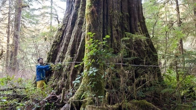 Measuring the base of the *Tolkien Giant* one of the named trees in the southern area of the Central Walbran Valley on Vancouver Island, B.C., and also in a presently unportected area