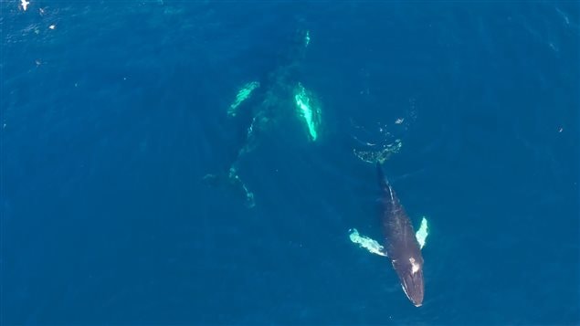 Ian Francis Walsh a pu filmer des baleines à bosse grâce à un drone. 