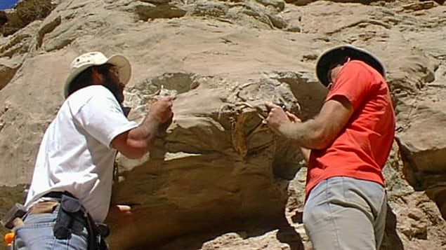 Professors Corria and Currie gently clearing the fossils from the surronding rock