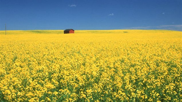 Canadian mustard as far as the eye can see. Most would be surprised to know that France’s world famous Dijon mustards, are in fact made with Canadian mustard seeds 