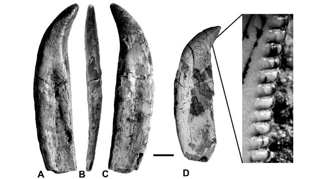 Various views of a maxillary (upper jaw) tooth ABC,  and another maxillary D with close-up showing serated edge helping to cut through flesh.