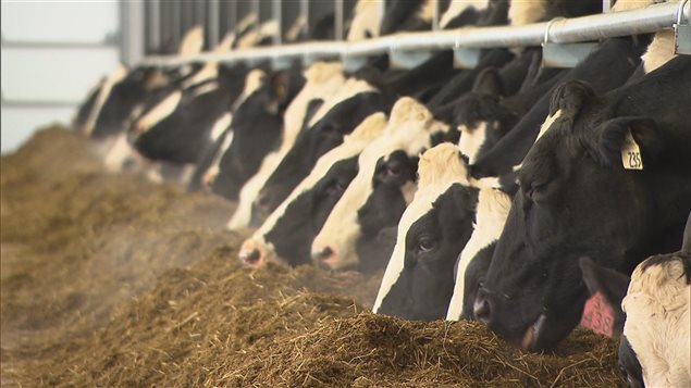 Coup de pouce d'Ottawa aux fermes laitières nationales qui doivent affronter la concurrence européenne.