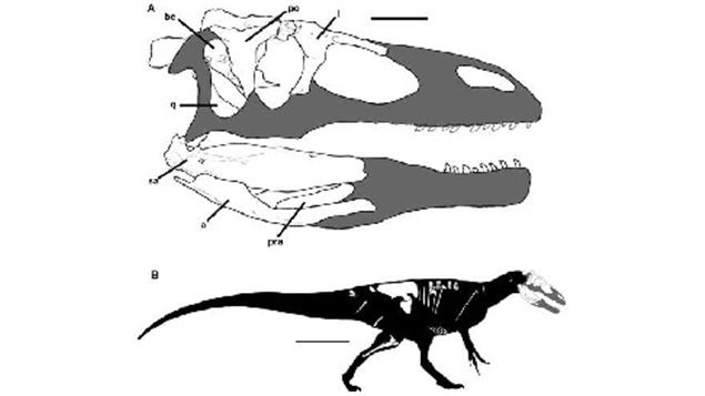 Graphic showing the fossil parts recovered