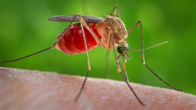 Le moustique Culex quinquefasciatus est un agent dans la transmission du virus du Nil et d’une forme d’encéphalite, qui pourrait également transmettre le Zika. 