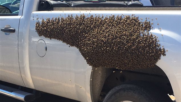 Des abeilles sur un camion