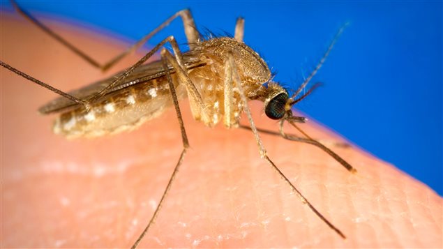 El mosquito Culex quinquefasciatus