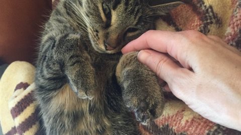 Des vétérinaires durcissent le ton face au dégriffage des chats