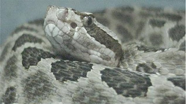 Serpent Massassauga (Sistrurus catenatus) Crédit photo: LA Dawson - Wikipedia