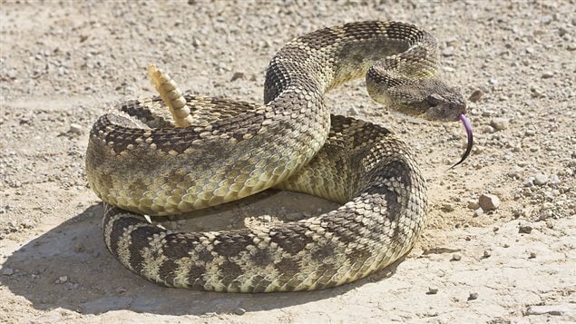 Crotale de l’ouest- Présent dans l’intérieur de la Colombie-Britannique, le serpent à sonnettes peut atteindre jusqu’à 1,6 mètre de longueur et est habituellement observé dans un endroit sec et vaste. 