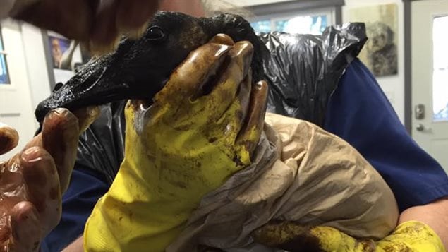 Una ave contaminada por un derrame de petróleo.