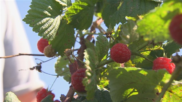 auto-cueillette-framboises