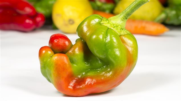 Les légumes moches ont déjà commencé à garnir les rayons de certains supermarchés. Les légumes moches ont déjà commencé à garnir les rayons de certains supermarchés.