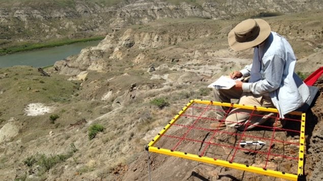 Jordan Mallon maps the Centrosaurus bone bed. The area of the South Saskatchewan River in Alberta where he has been working is known to contain a vast Centrosaurus bone bed that spans some 2.3 sq. km. 
