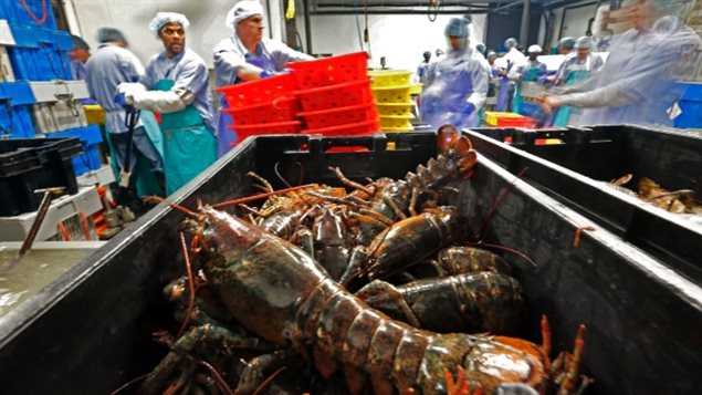 Forage fish populations are vital to larger fisheries.we see a fish plant with workers dressed in surgical-like gowns and head covers at work. The workers are in the background. In the foreground is a bin filled with lobsters.