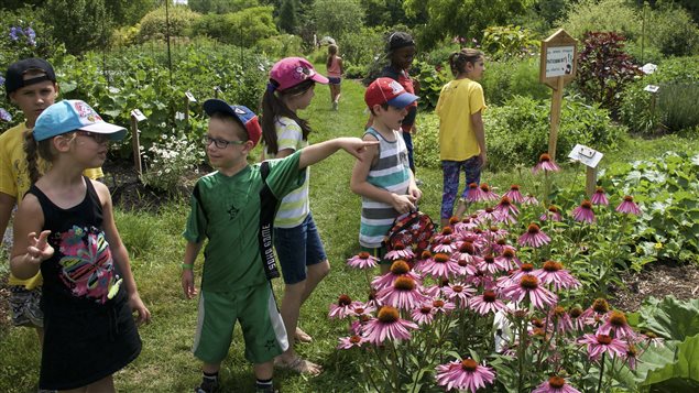 Dans ce grand jardin collectif de Saint-Jérôme sont accueillis régulièrement des jeunes de 6 à 11 ans. Dans ce grand jardin collectif de Saint-Jérôme sont accueillis régulièrement des jeunes de 6 à 11 ans.