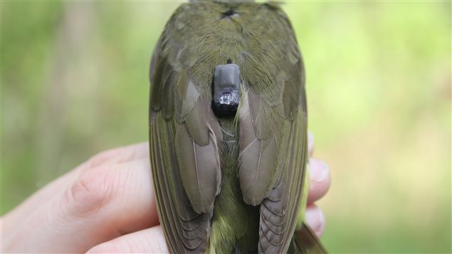 Tiny geolocators placed on birds reveal a wealth of information about their habitat needs.