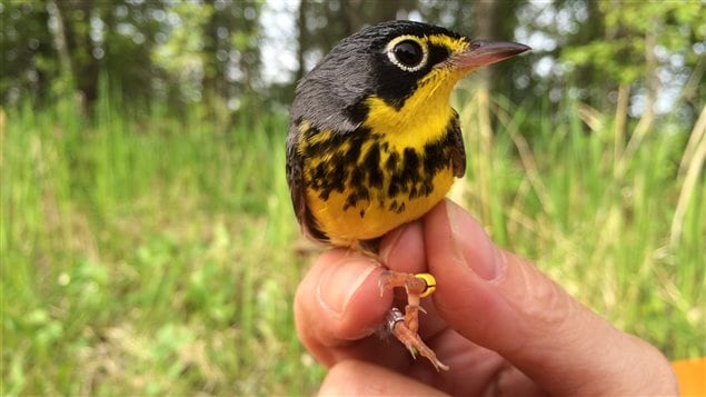 How well birds like the Canada warbler are doing reflects the health of ecosystems, say conservationists.