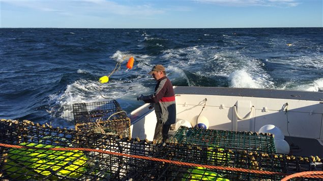 quatre pêches de poissons-proies dans l’Atlantique canadien : deux dans le golfe du Saint-Laurent et deux à Terre-Neuve-et-Labrador. Cette pêche commerciale est évaluée à environ 10 millions de dollars par année.