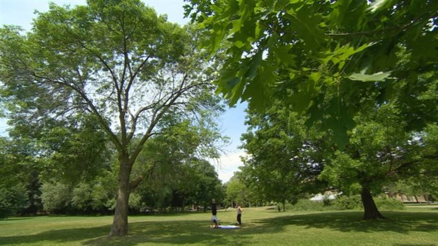 The city of Toronto is responsible for more than four million trees and will spend more than $22-million maintaining them this year, reports The Globe and Mail.