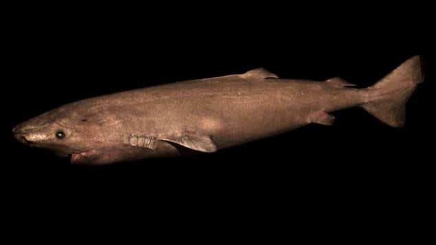 Study of the Greenland sharks’ eyes determined that they live between 272 and 512 years.