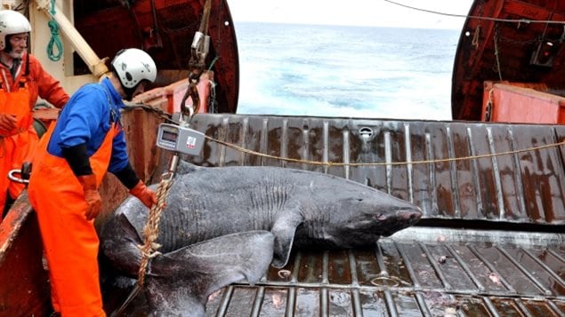 Some 28 female Greenland sharks captured as bycatch were used in this study.