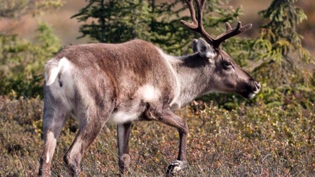 Un caribú en la provincia de Alberta