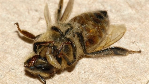 Un gusano emerge de una abeja parasitada por la mosca Apocephalus borealis. 