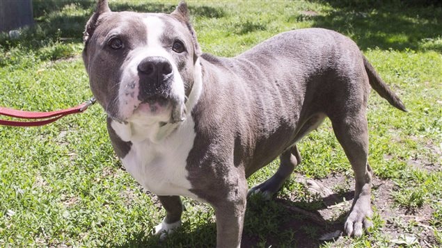 Owners of pit bulls say they are not more likely to attack than any other breed of dog.