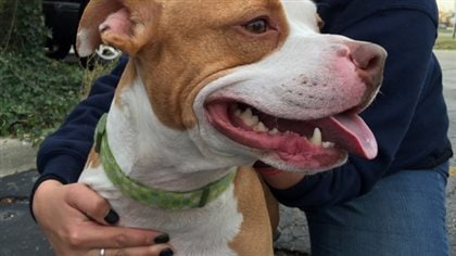 say their dogs are no more dangerous that others. We see a happy dog with his tongue hanging out looking quite peaceful.