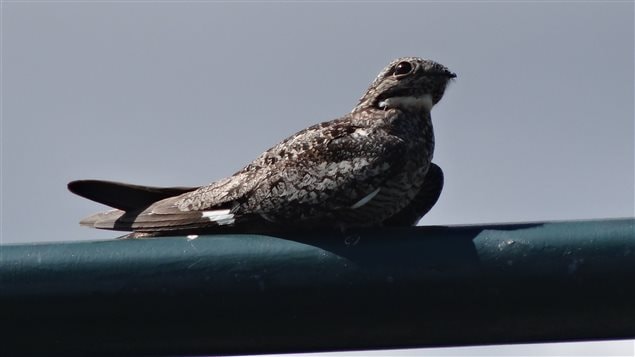 Birds like the common nighthawk sit on fences at the Old Man on His Back conservation site.