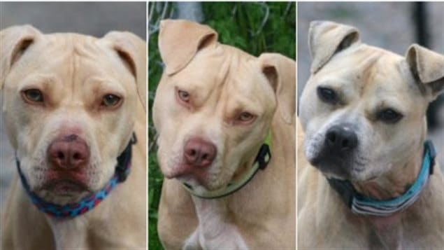 Pit bulls and their owners are under legal fire in Montreal. We see three of them in three separate pictures. They are light brown and their ears flop.