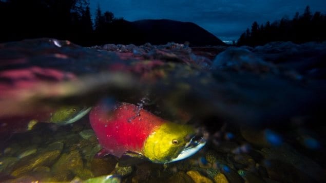 Sockeye salmon are a cold water fish and may be succumbing to higher temperatures in the Pacific Ocean and the Fraser River.