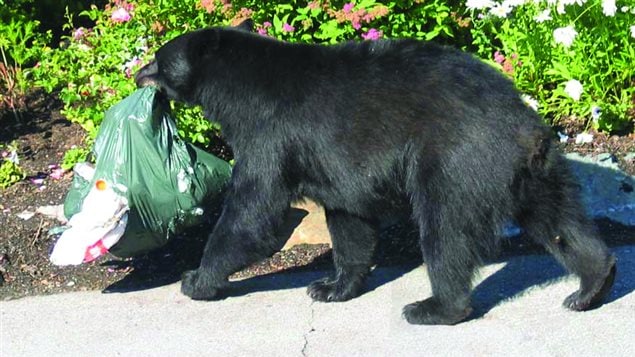 A typical example of a *habituated* black bear, coming into residential areas and often breaking into sheds, bins, and other garbage containers and posing a potential threat to residents